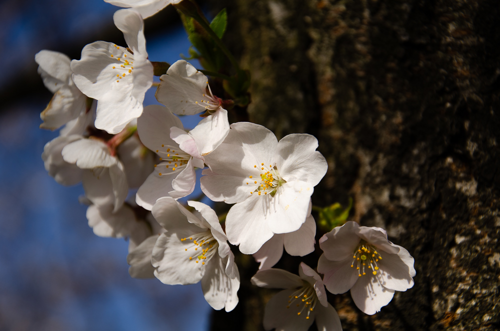 f:id:tomatomoto:20190407003055j:plain