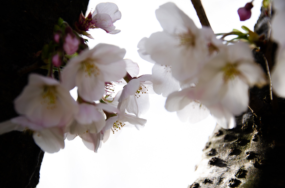 f:id:tomatomoto:20190407003059j:plain