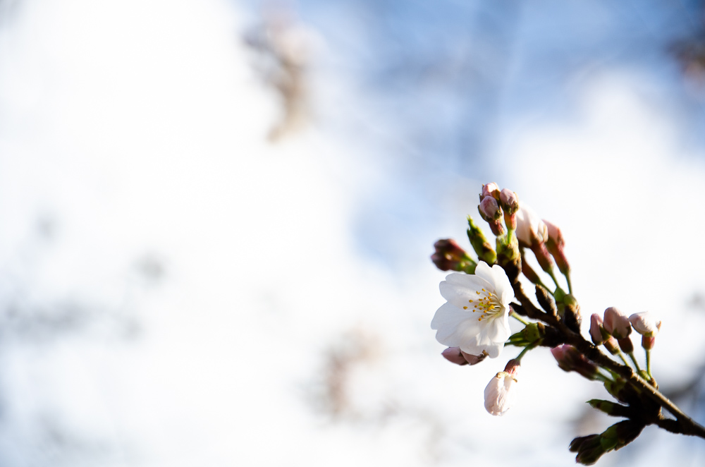 f:id:tomatomoto:20190407003102j:plain