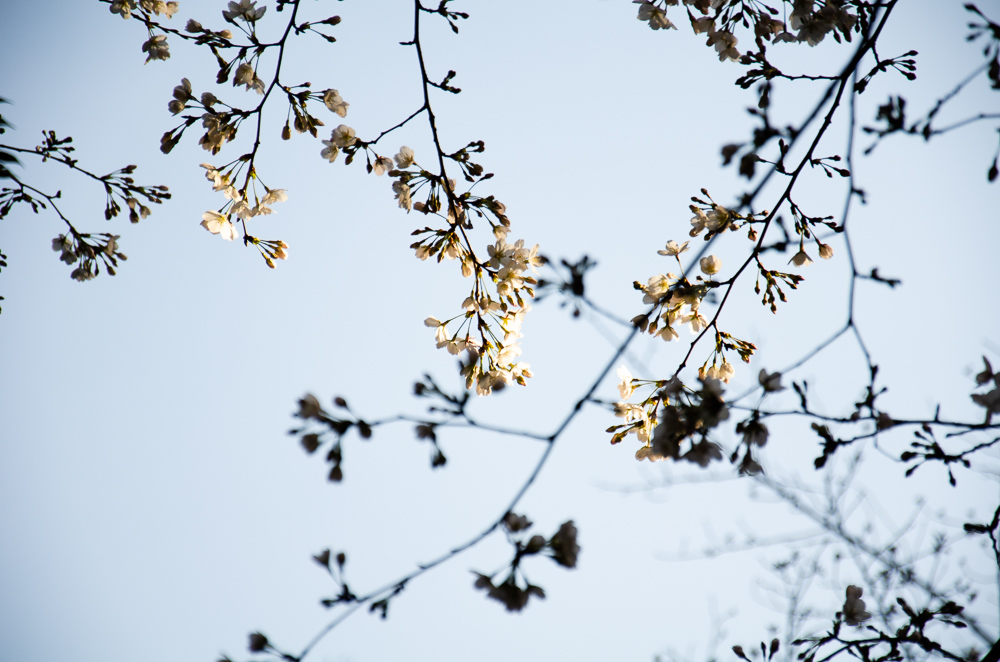 f:id:tomatomoto:20190407003110j:plain