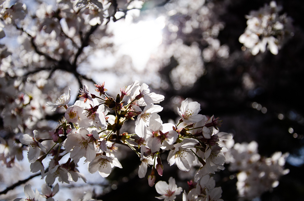 f:id:tomatomoto:20190407003115j:plain