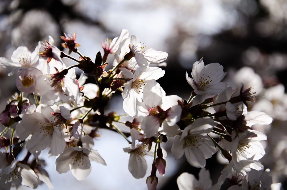 f:id:tomatomoto:20190407003119j:plain