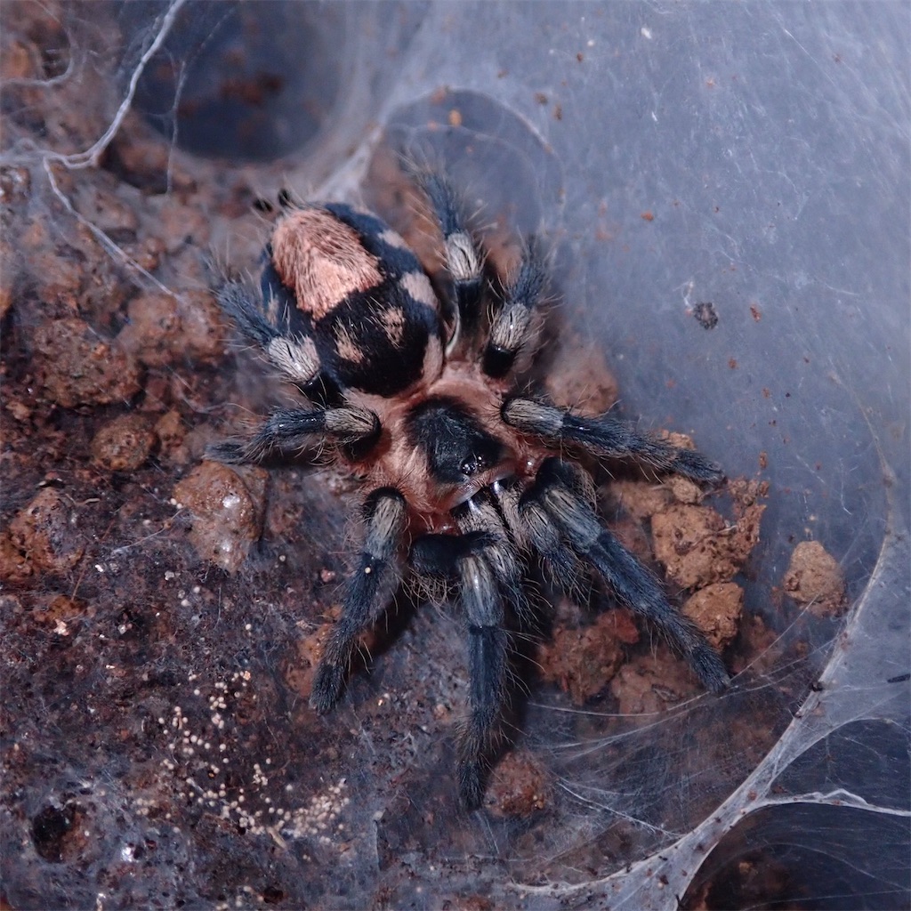 Mft 019 Cyriocosmus Ritae 脳みそ書き出し 従来の形式で保存