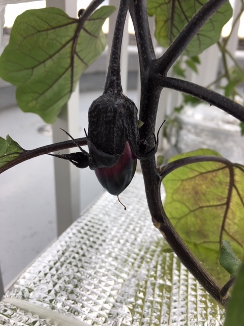 f:id:tomatotopan:20190616185344j:plain