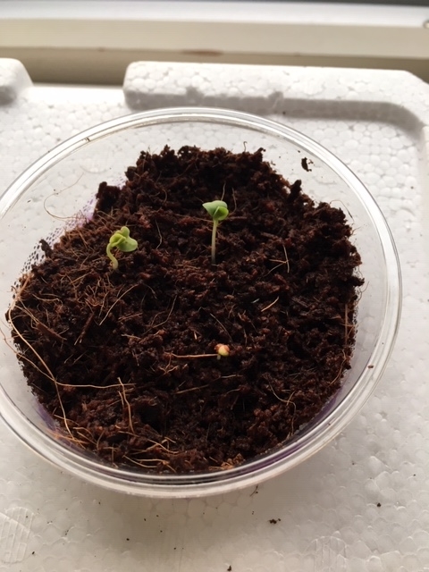 f:id:tomatotopan:20190902191225j:plain