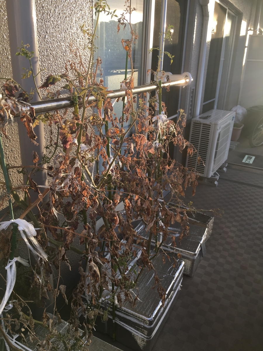 f:id:tomatotopan:20190923151326j:plain f:id:tomatotopan:20190923151326j:plain