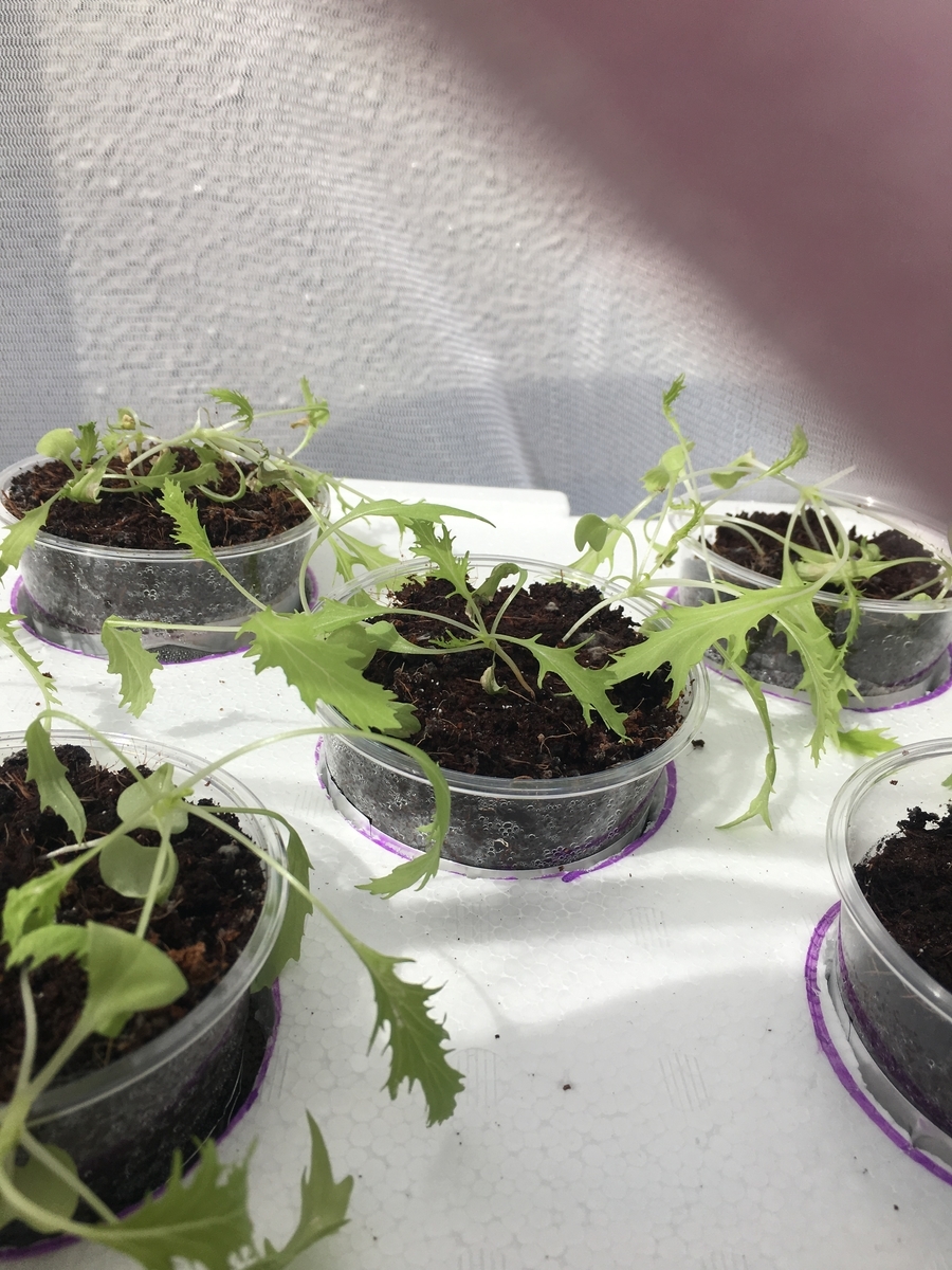 f:id:tomatotopan:20190925133226j:plain f:id:tomatotopan:20190925133226j:plain