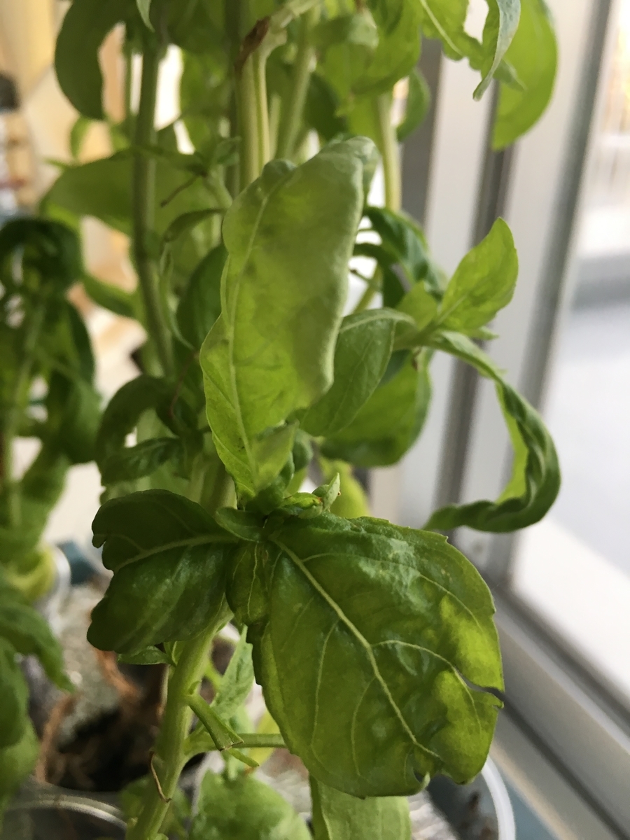 f:id:tomatotopan:20190928064834j:plain