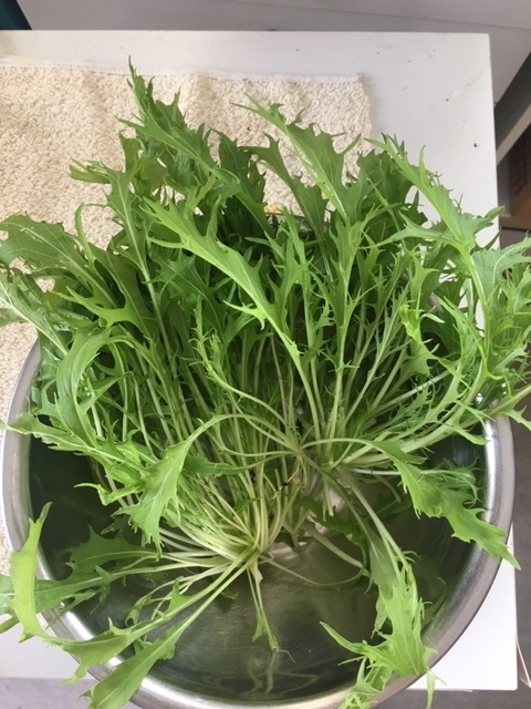f:id:tomatotopan:20191022150649j:plain f:id:tomatotopan:20191022150649j:plain