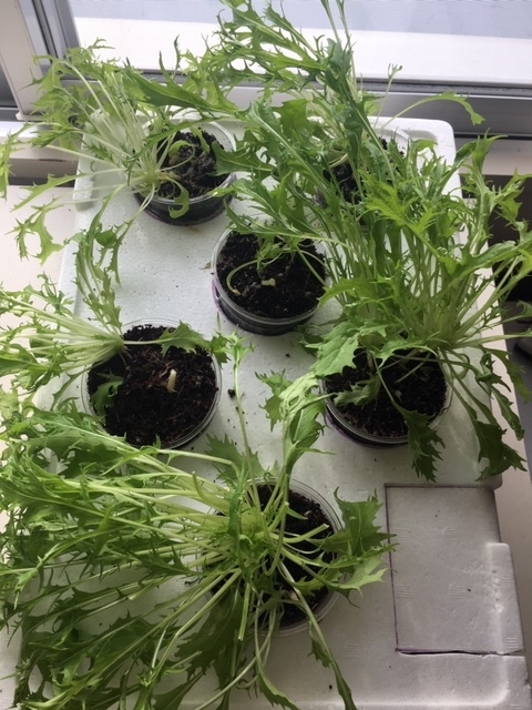 f:id:tomatotopan:20191022150826j:plain f:id:tomatotopan:20191022150826j:plain