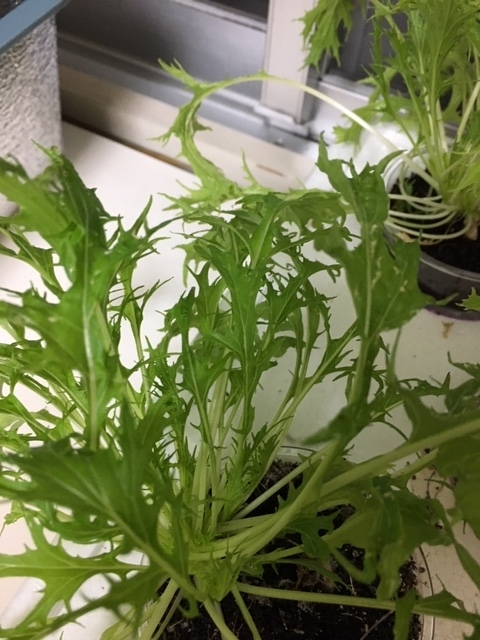 f:id:tomatotopan:20191101183749j:plain f:id:tomatotopan:20191101183749j:plain