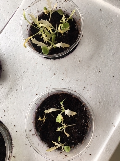 f:id:tomatotopan:20191203065040j:plain f:id:tomatotopan:20191203065040j:plain