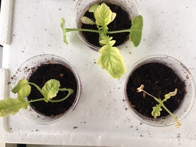 f:id:tomatotopan:20191203065118j:plain f:id:tomatotopan:20191203065118j:plain