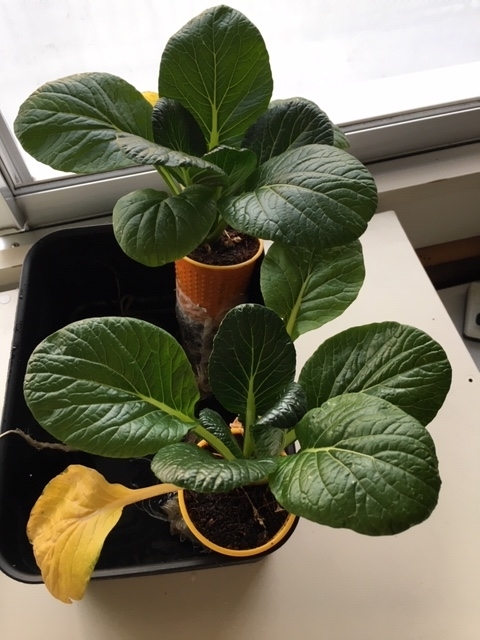 f:id:tomatotopan:20191203070014j:plain f:id:tomatotopan:20191203070014j:plain