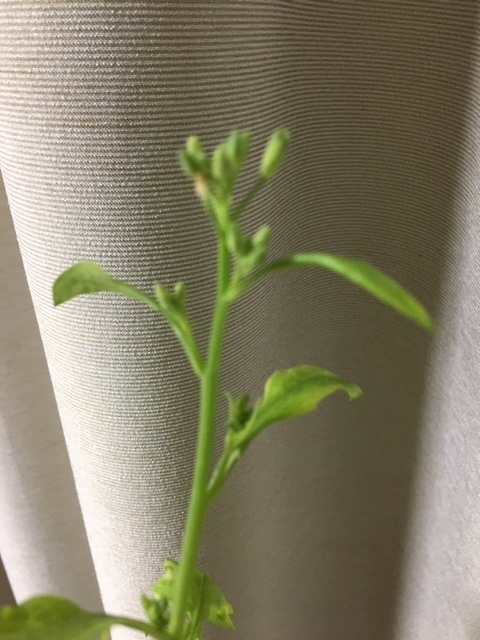 f:id:tomatotopan:20200228183745j:plain