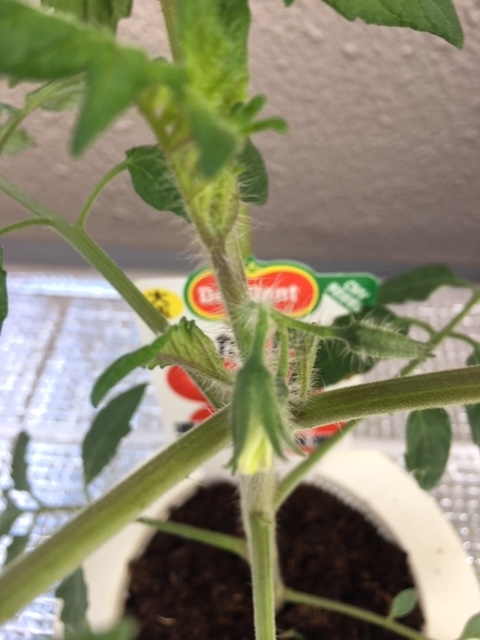 f:id:tomatotopan:20200512161011j:plain