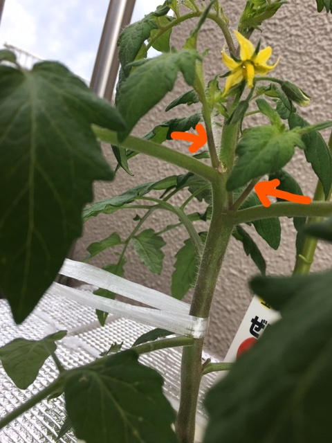 f:id:tomatotopan:20200515090825j:plain f:id:tomatotopan:20200515090825j:plain