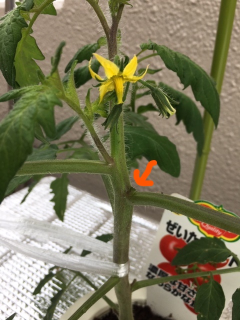 f:id:tomatotopan:20200515091649j:plain f:id:tomatotopan:20200515091649j:plain