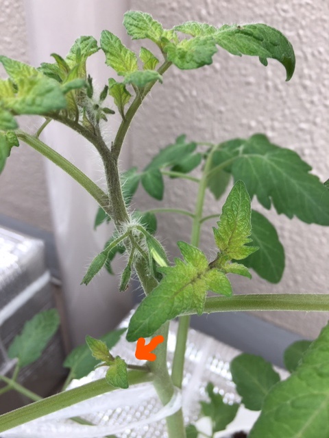 f:id:tomatotopan:20200515092521j:plain f:id:tomatotopan:20200515092521j:plain