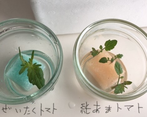 f:id:tomatotopan:20200515093432j:plain f:id:tomatotopan:20200515093432j:plain