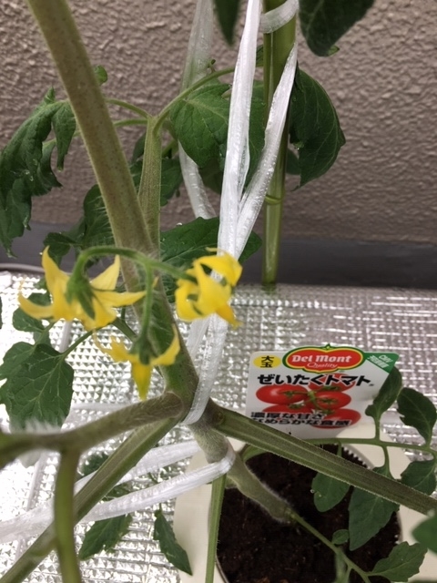 f:id:tomatotopan:20200519184541j:plain