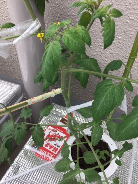 f:id:tomatotopan:20200520144636j:plain