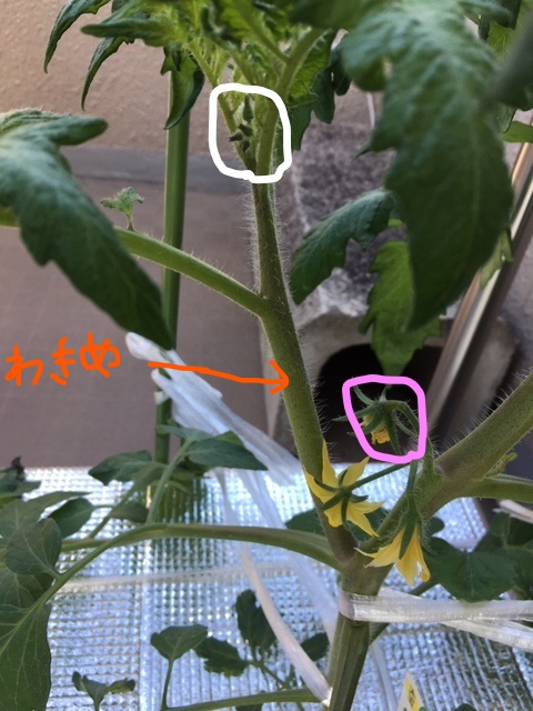f:id:tomatotopan:20200523170103j:plain