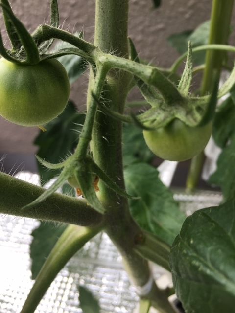 f:id:tomatotopan:20200527154342j:plain
