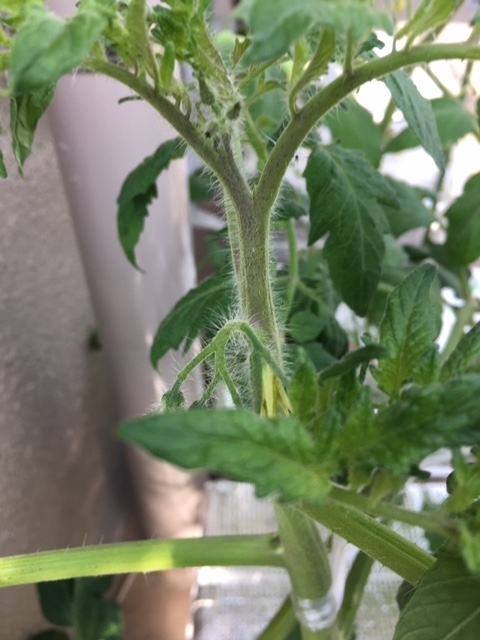 f:id:tomatotopan:20200527154743j:plain