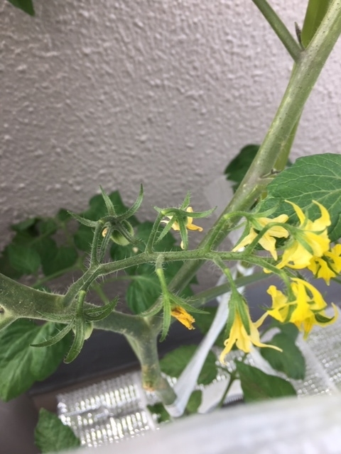f:id:tomatotopan:20200527161043j:plain