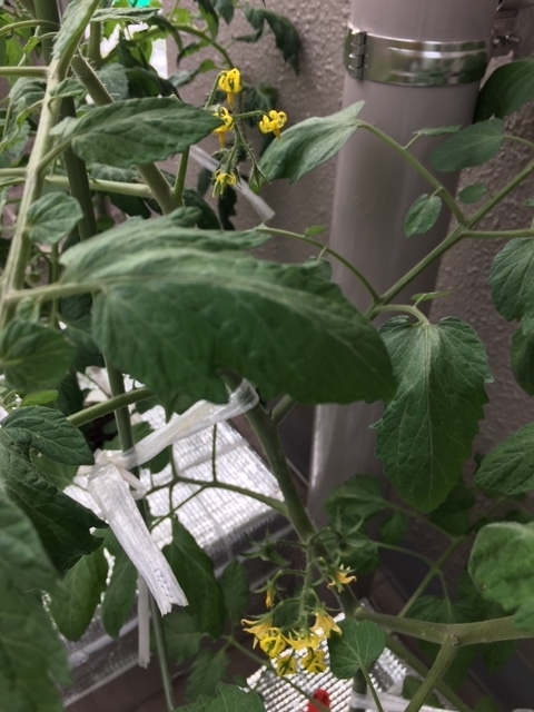 f:id:tomatotopan:20200527161054j:plain
