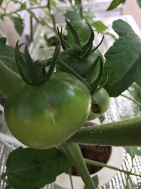 f:id:tomatotopan:20200603095030j:plain