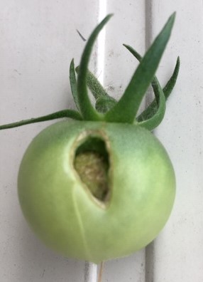 f:id:tomatotopan:20200603095201j:plain
