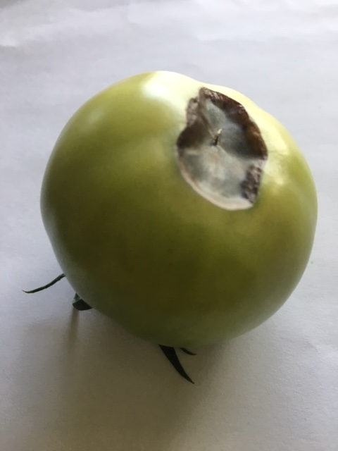 f:id:tomatotopan:20200620205738j:plain