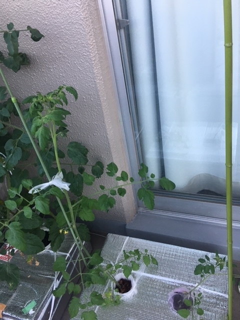 f:id:tomatotopan:20200623080512j:plain