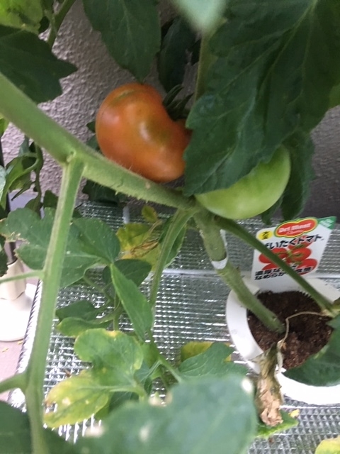 f:id:tomatotopan:20200625063531j:plain