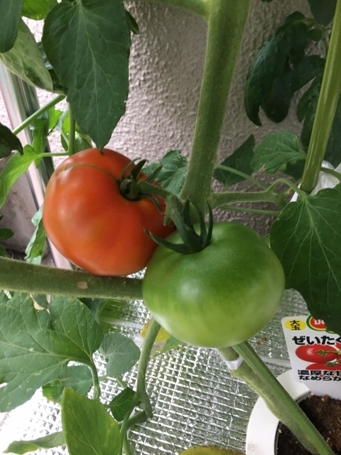 f:id:tomatotopan:20200625180744j:plain