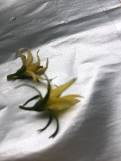 f:id:tomatotopan:20200625233106j:plain