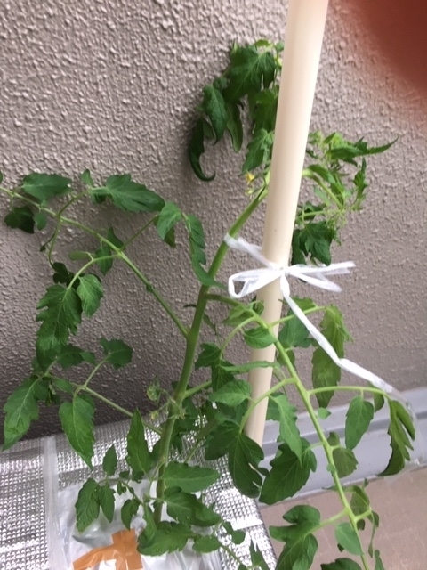 f:id:tomatotopan:20200625233117j:plain