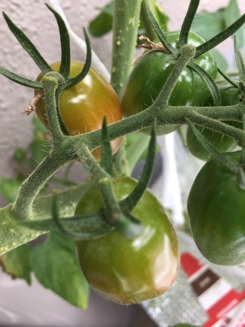 f:id:tomatotopan:20200626174939j:plain