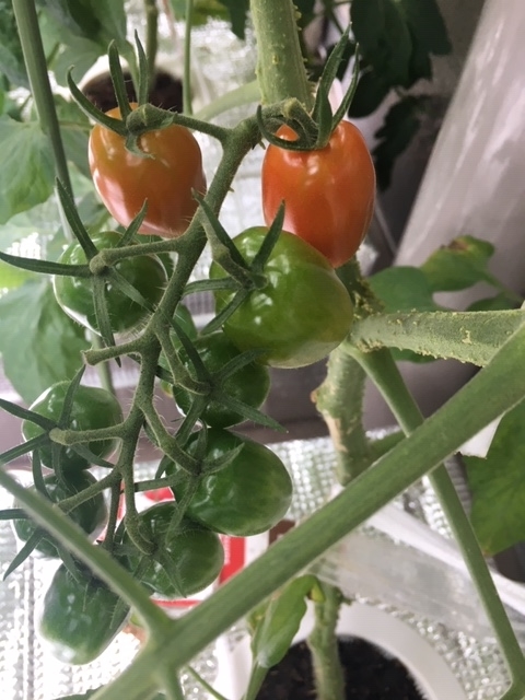 f:id:tomatotopan:20200626175003j:plain