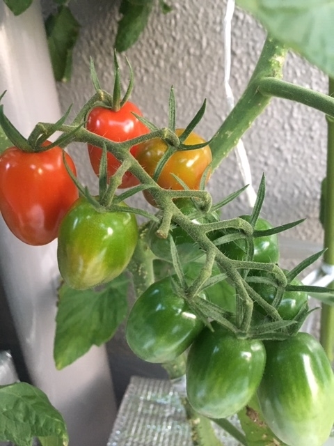 f:id:tomatotopan:20200626175044j:plain
