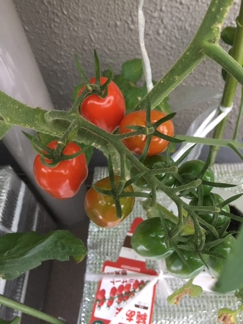 f:id:tomatotopan:20200626175113j:plain