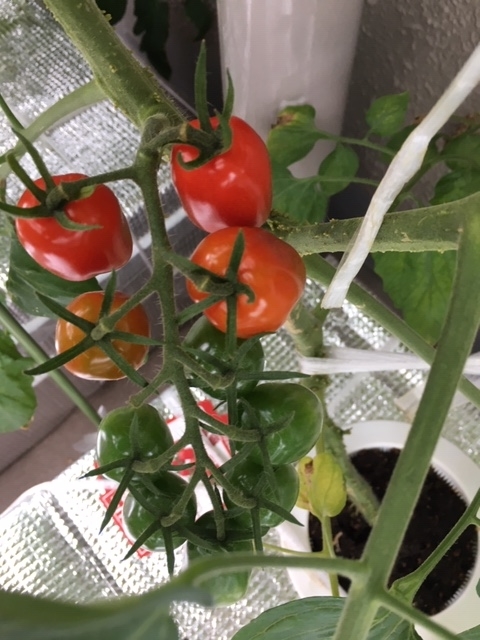 f:id:tomatotopan:20200626175219j:plain