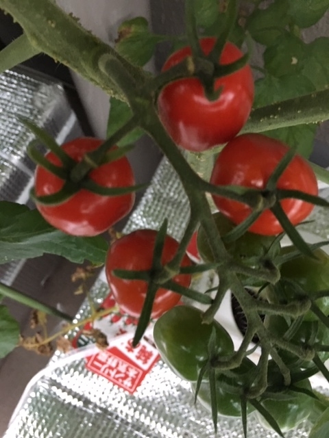 f:id:tomatotopan:20200627055332j:plain