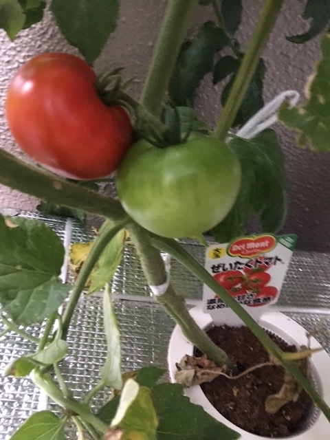 f:id:tomatotopan:20200627055342j:plain