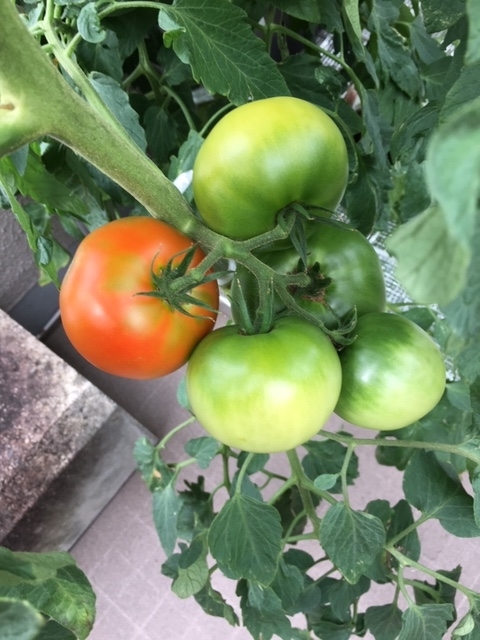 f:id:tomatotopan:20200710173847j:plain