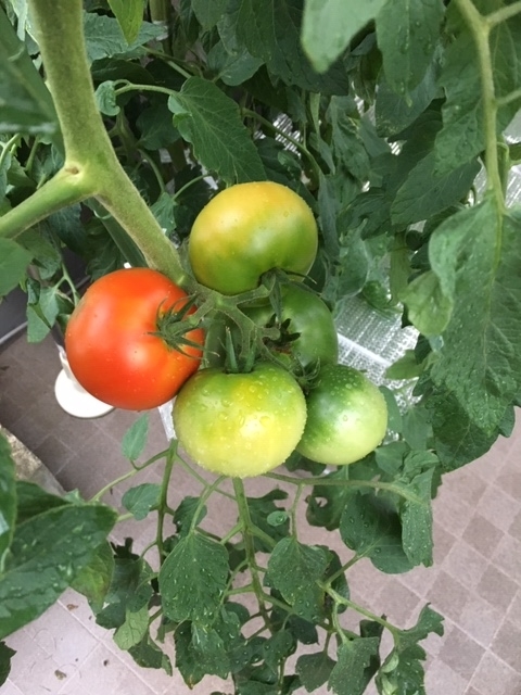 f:id:tomatotopan:20200710173954j:plain