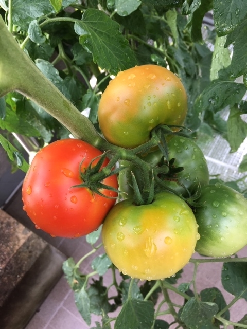 f:id:tomatotopan:20200710174101j:plain