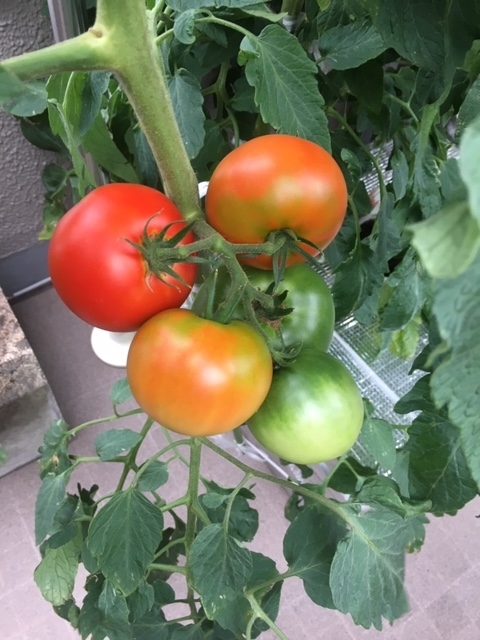 f:id:tomatotopan:20200711193727j:plain